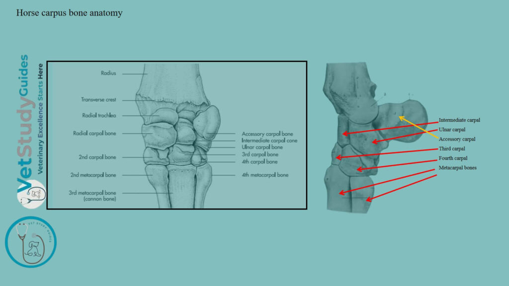 Horse carpus bone anatomy
