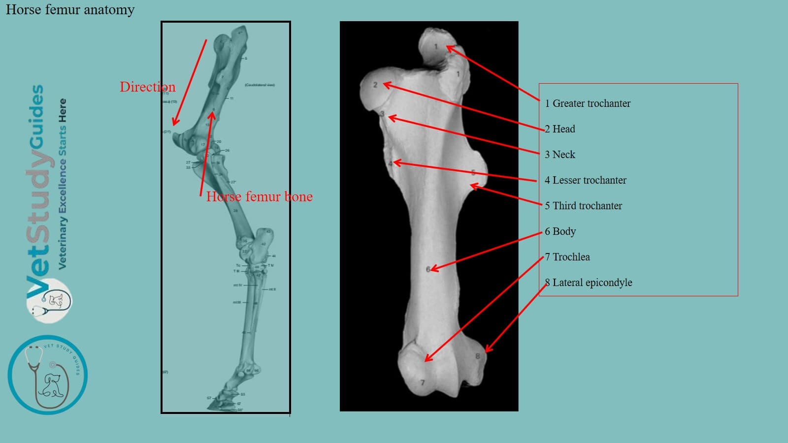 Horse femur anatomy