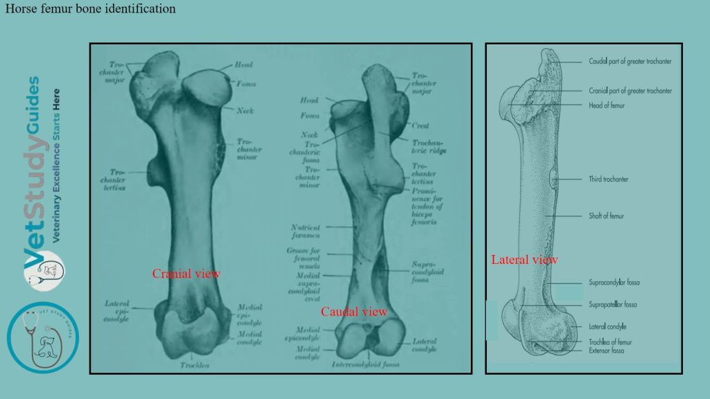 Horse femur bone identification