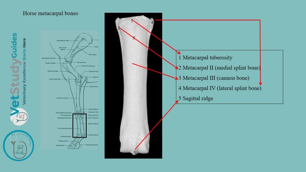 Horse metacarpal bones