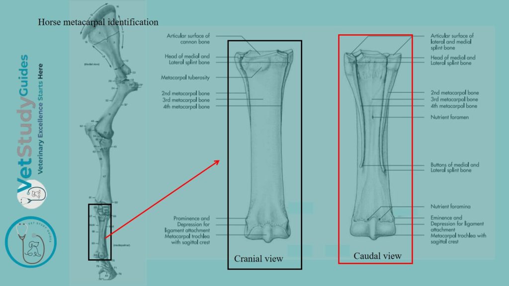 Horse metacarpal identification