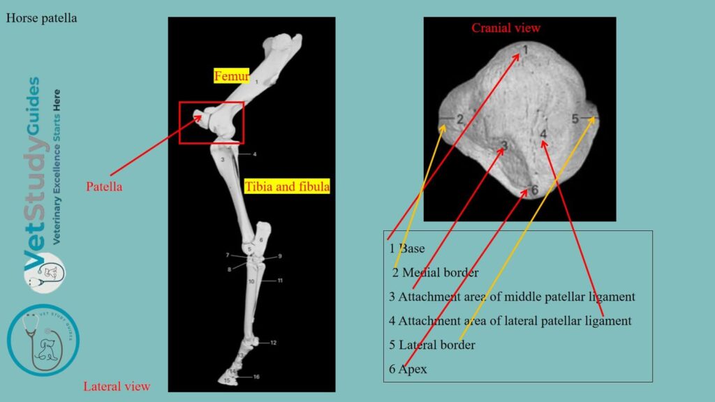 Horse patella