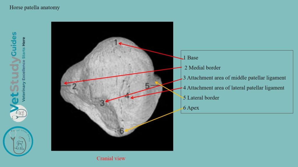 Horse patella anatomy