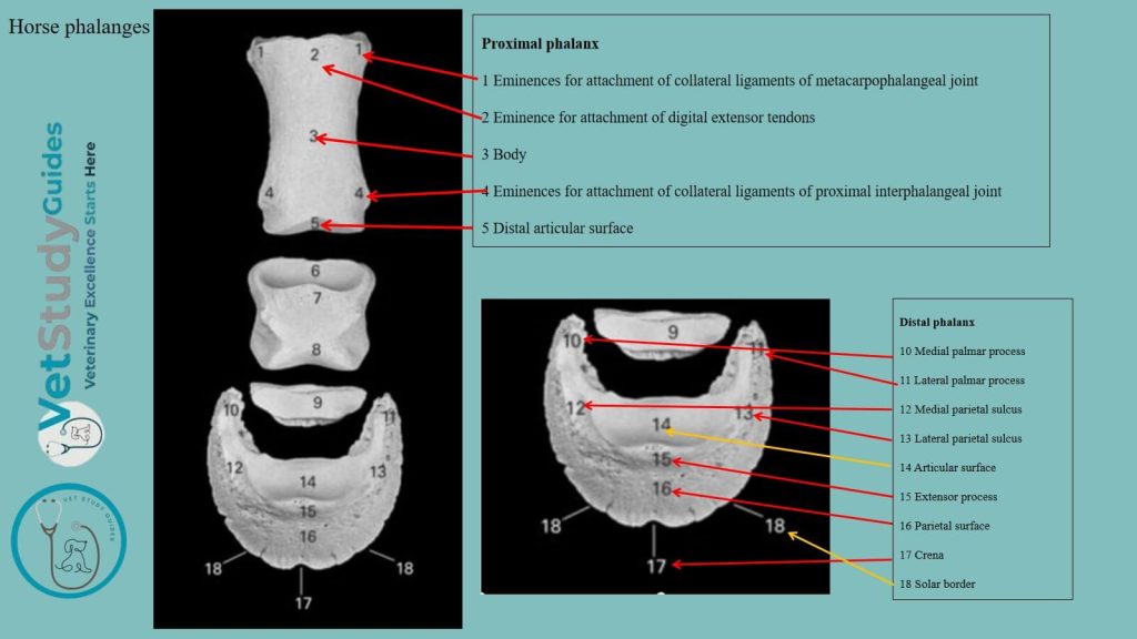 Horse phalanges