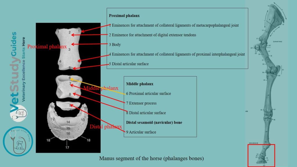 Horse phalanges from the manus segment