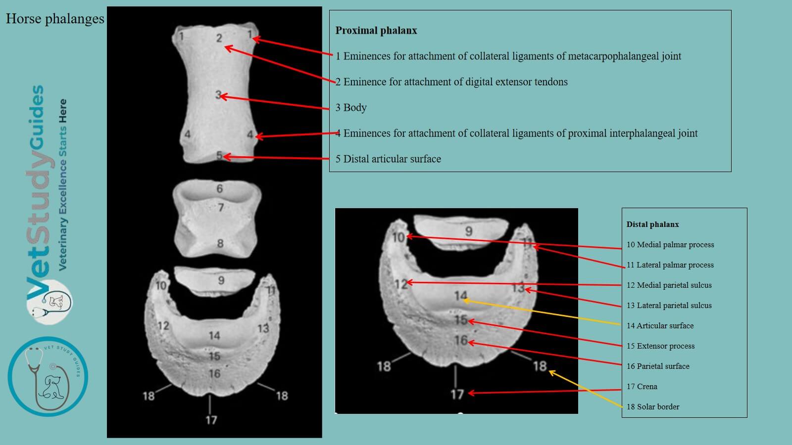 Horse phalanges