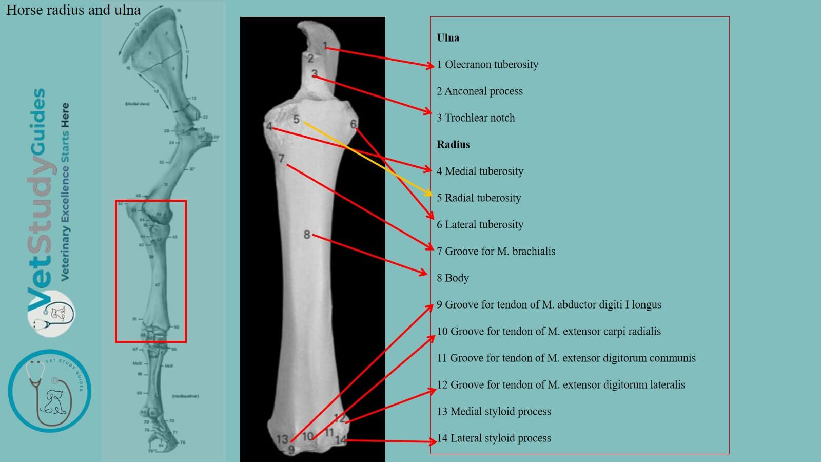 Horse radius and ulna