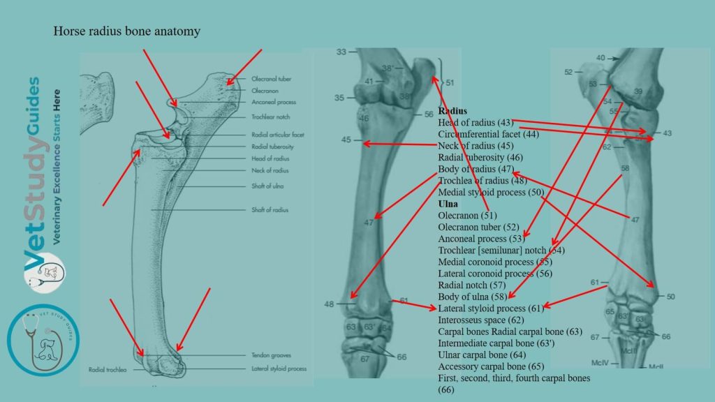 Horse radius bone anatomy