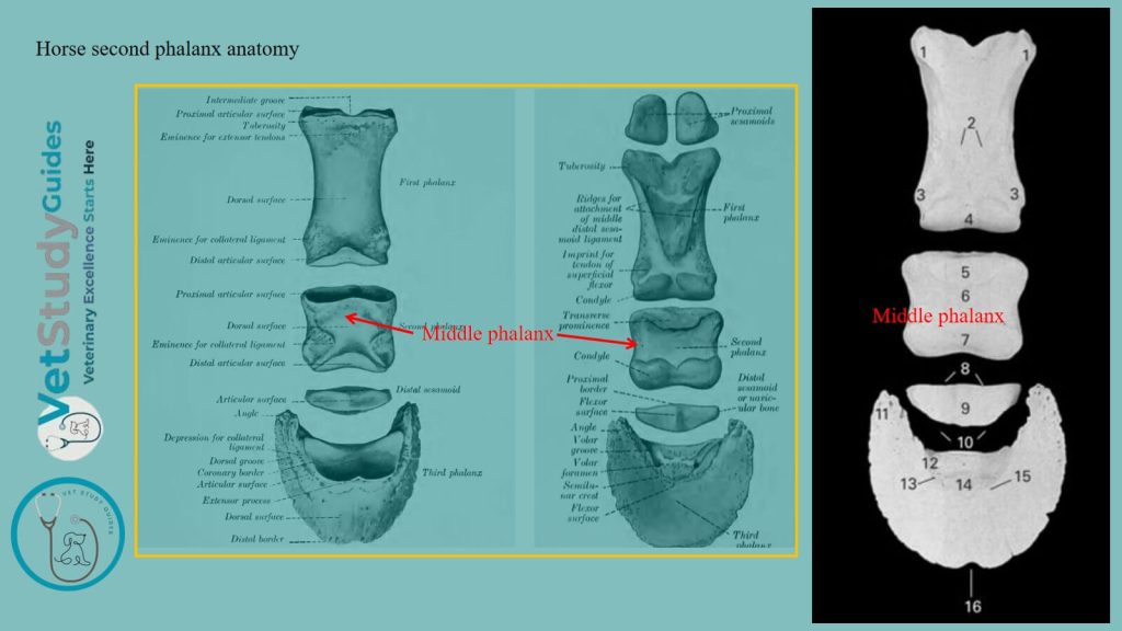 Horse second phalanx anatomy