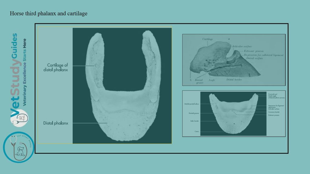 Horse third phalanx and cartilage