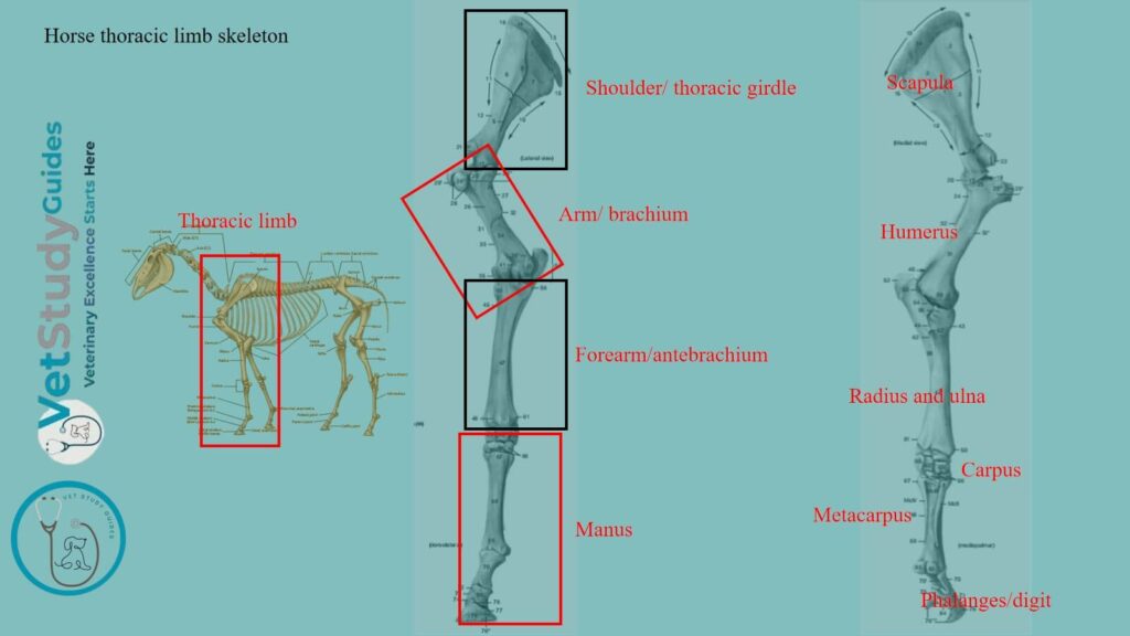 Horse thoracic limb skeleton