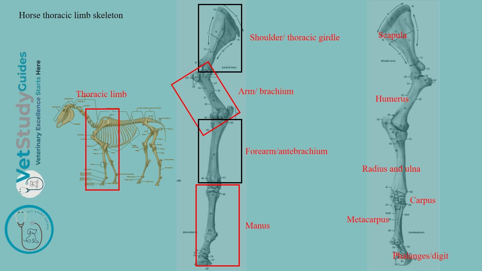 Horse thoracic limb skeleton