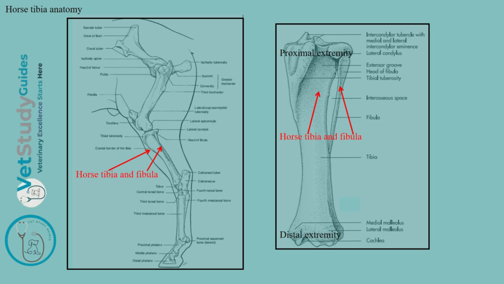 Horse tibia anatomy