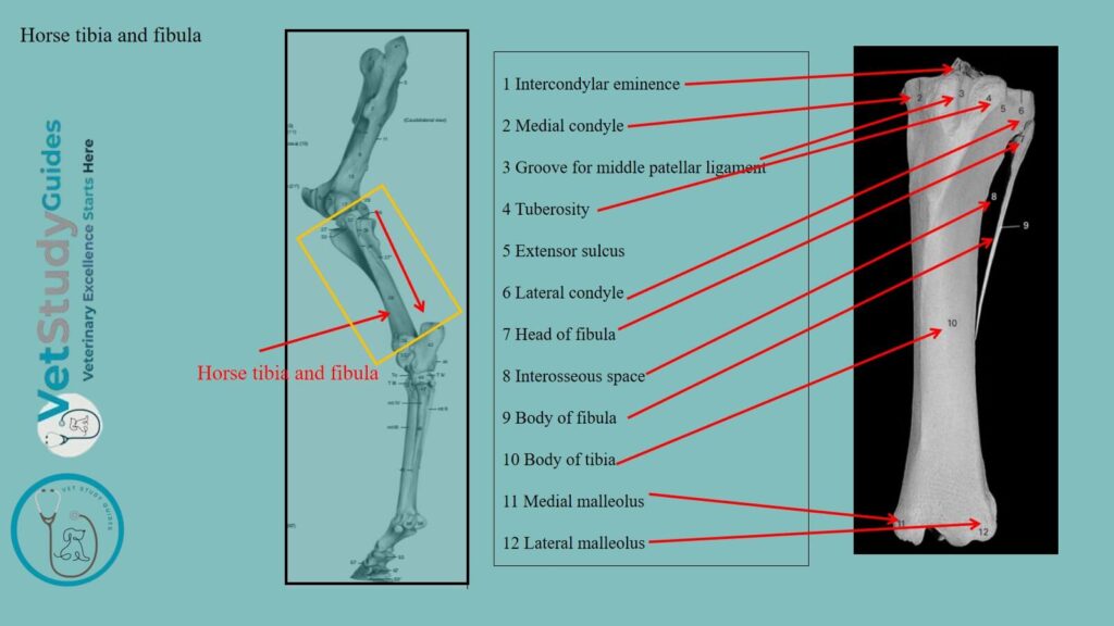 Horse tibia and fibula