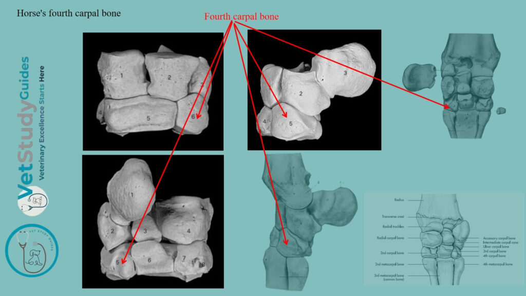 Horses fourth carpal bone