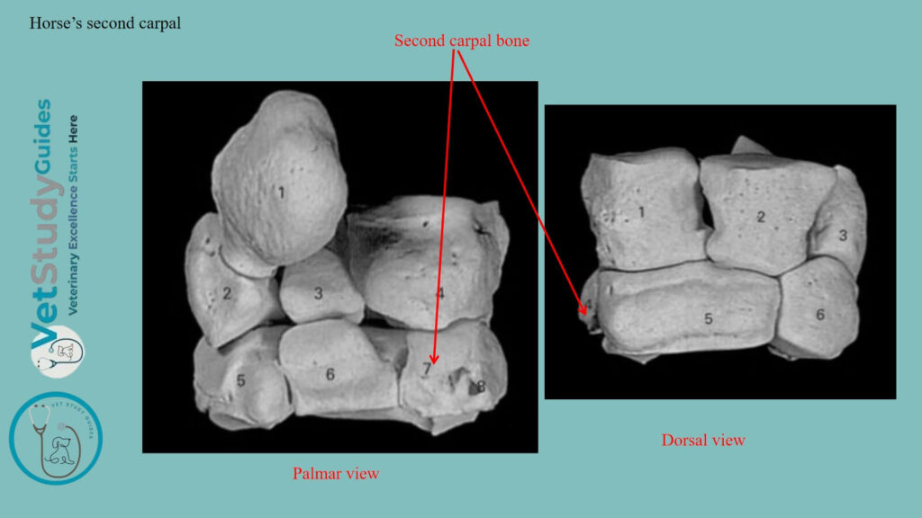 Horse’s second carpal