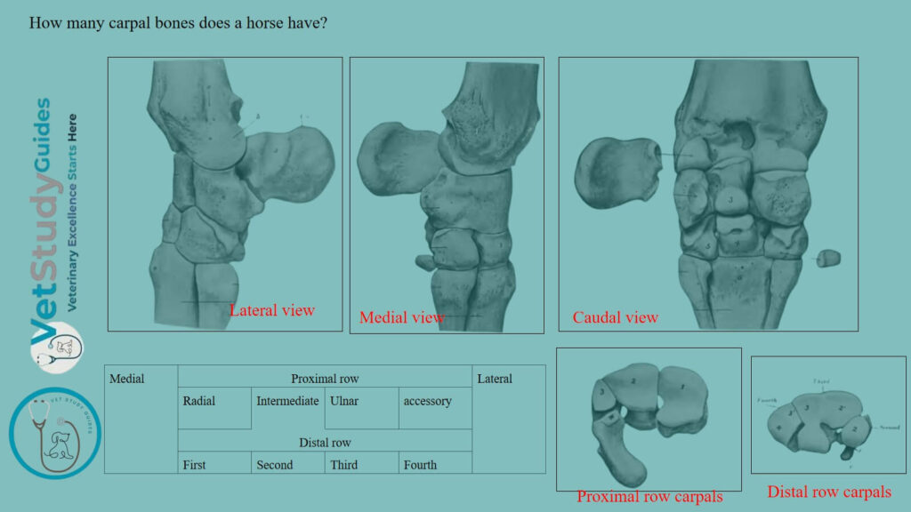 How many carpal bones does a horse have