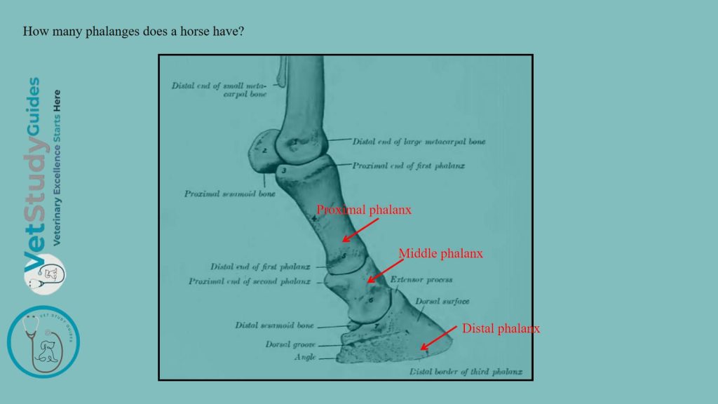 How many phalanges does a horse have