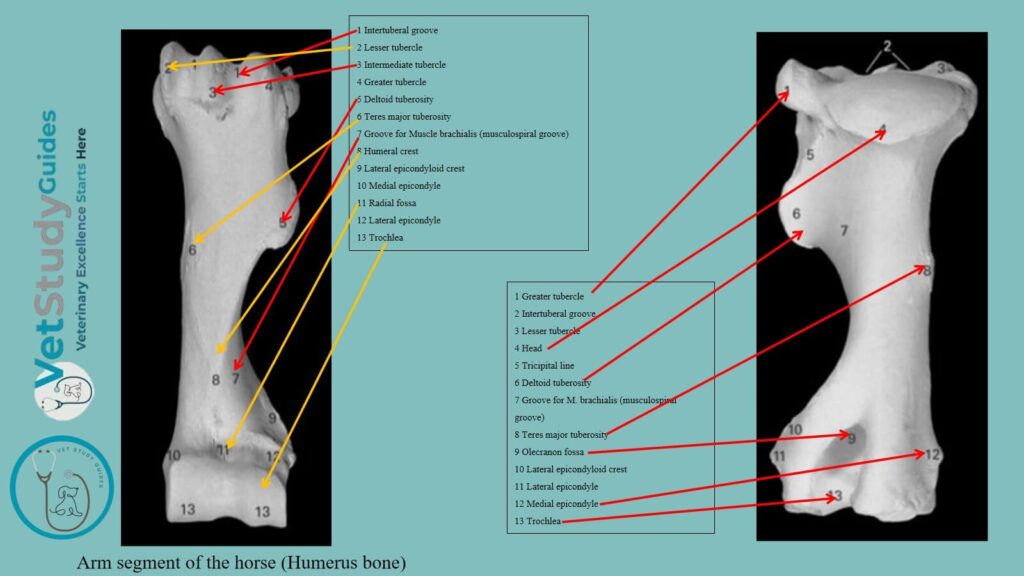 Humerus bone from the arm segment of the horse