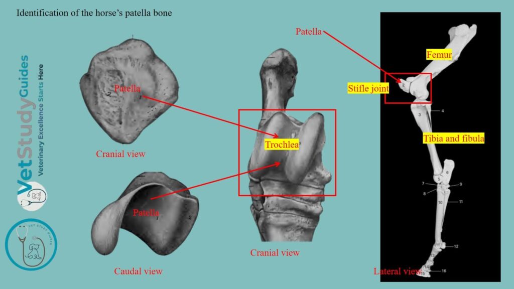Identification of the horse’s patella bone