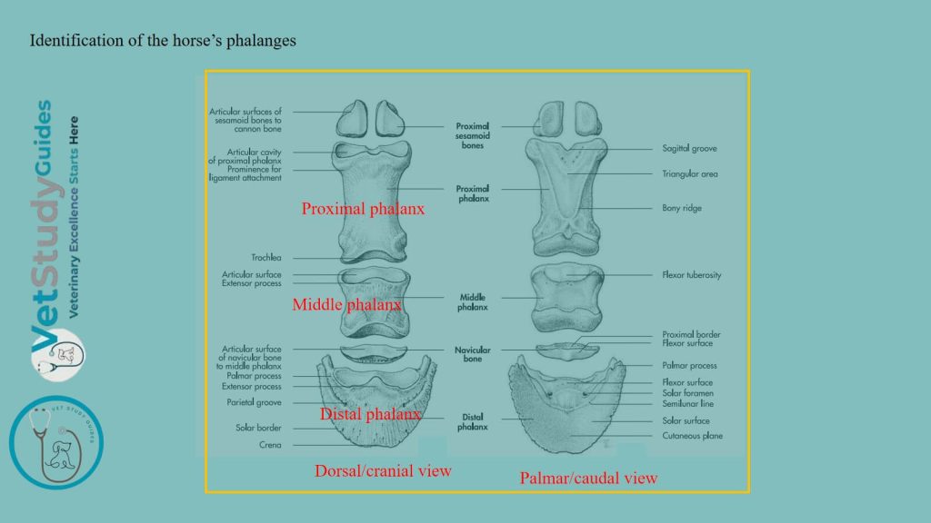 Identification of the horse’s phalanges