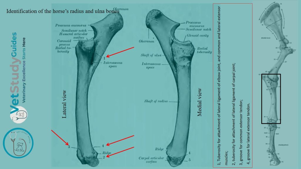Identification of the horse’s radius and ulna bones