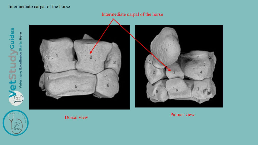 Intermediate carpal of the horse