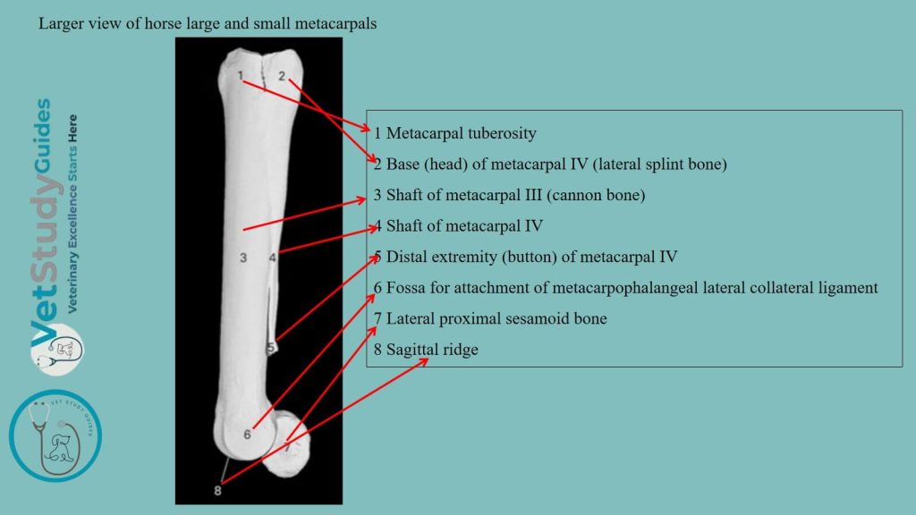 Larger view of the horse's large and small metacarpals