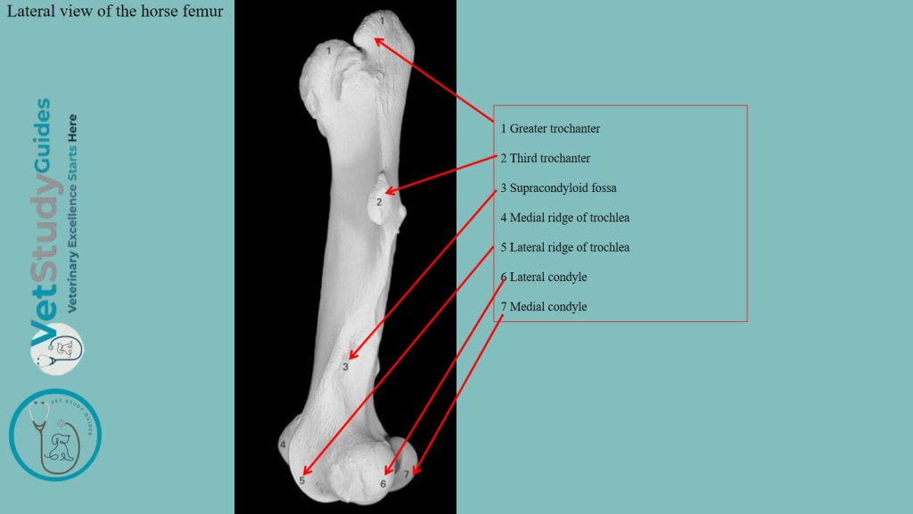 Lateral view of the horse femur
