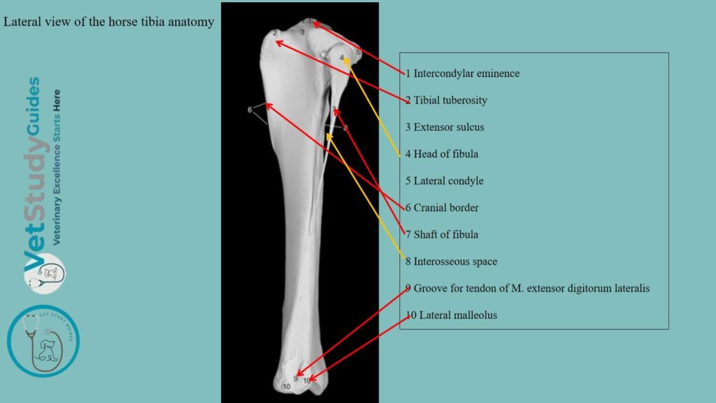 Lateral view of the horse tibia anatomy