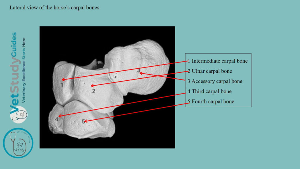 Lateral view of the horse’s carpal bones