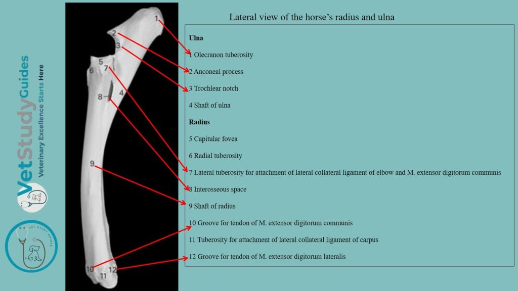 Lateral view of the horse’s radius and ulna