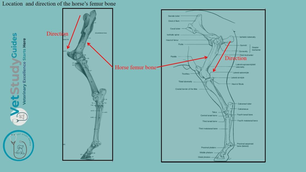 Location and direction of the horse's femur bone