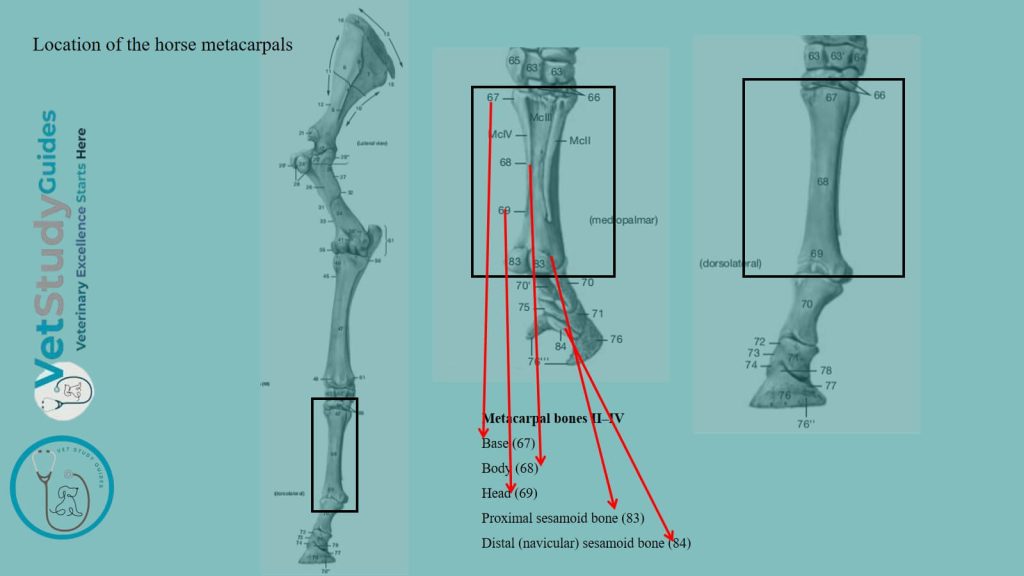 Location of the horse metacarpals