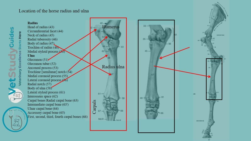 Location of the horse radius and ulna