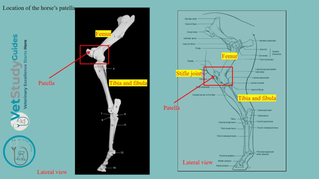 Location of the horse's patella
