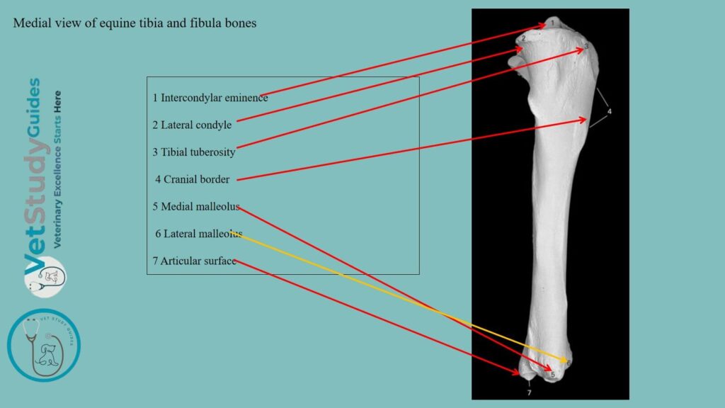 Medial view of equine tibia and fibula bones