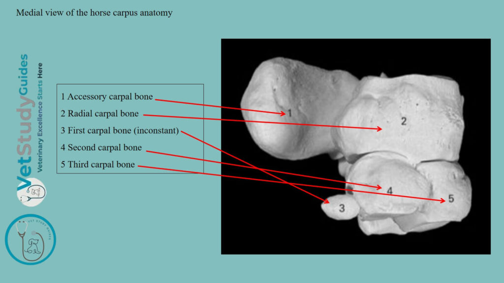 Medial view of the horse carpus anatomy