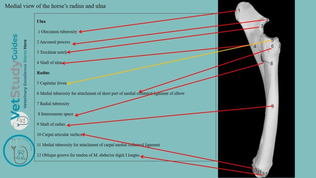 Medial view of the horse’s radius and ulna