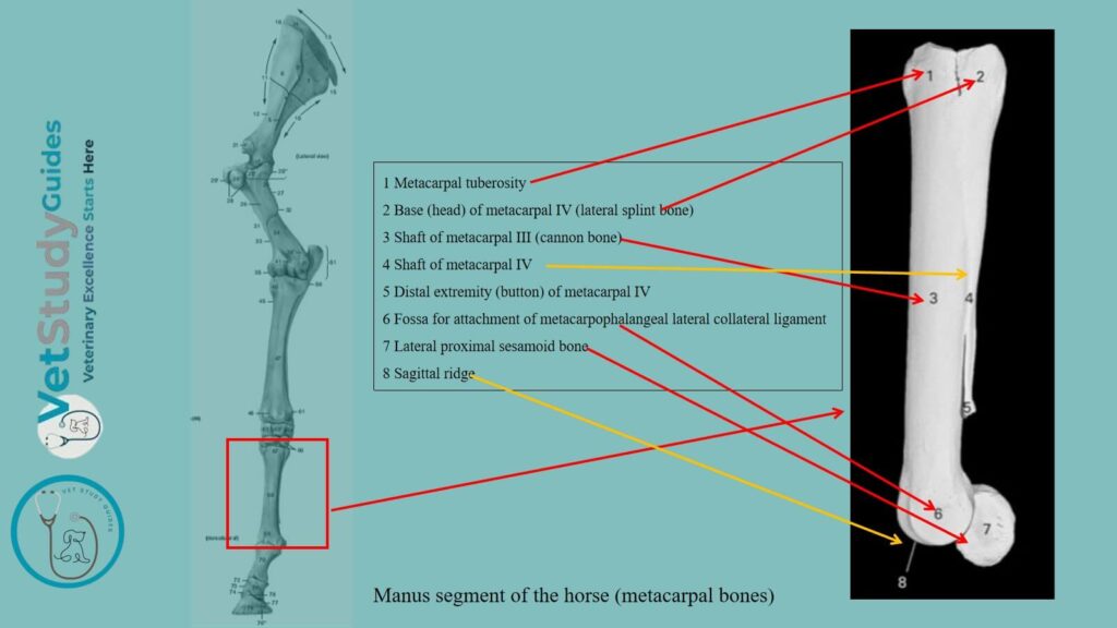 Metacarpal bones from the manus segment of the horse