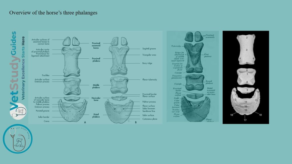 Overview of the horse’s three phalanges