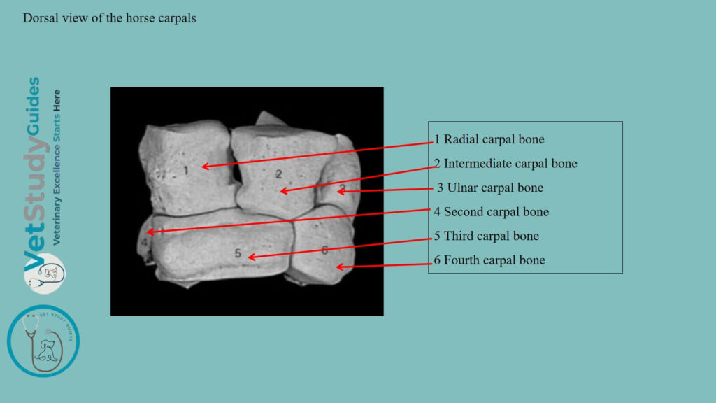 Palmar view of the horse carpal bones