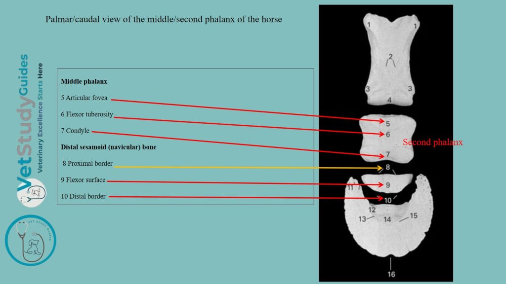 Palmar view of the second phalanx of the horse