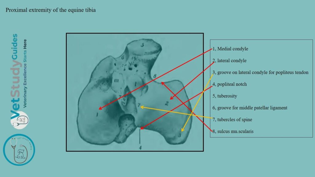 Proximal extremity of the equine tibia