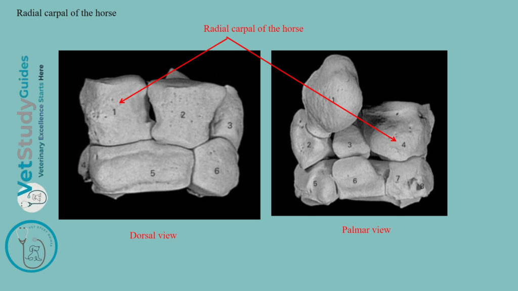 Radial carpal of the horse