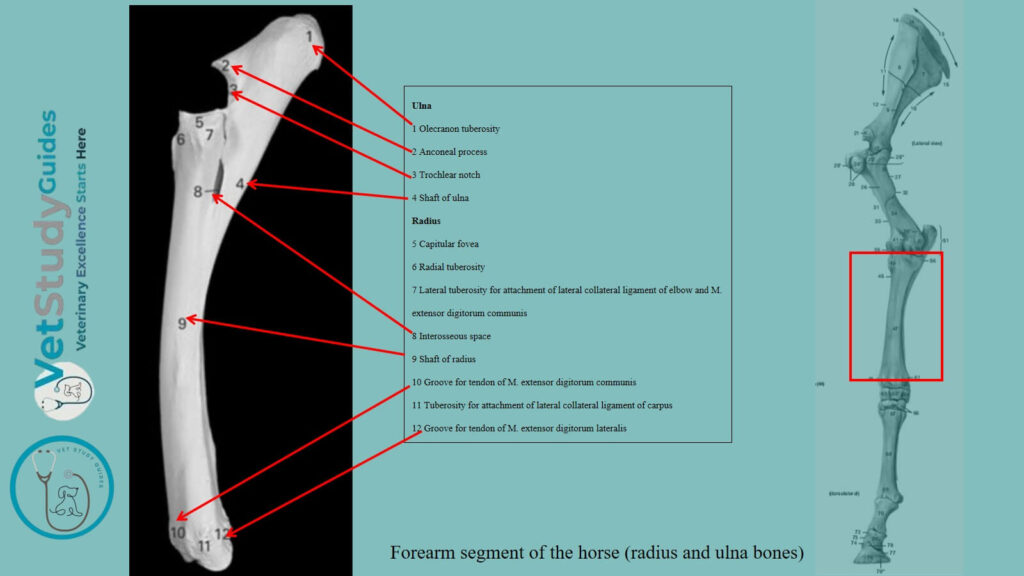 Radius and ulna from the forearm segment of the horse