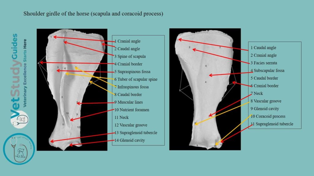 Scapula from the shoulder girdle of the horse