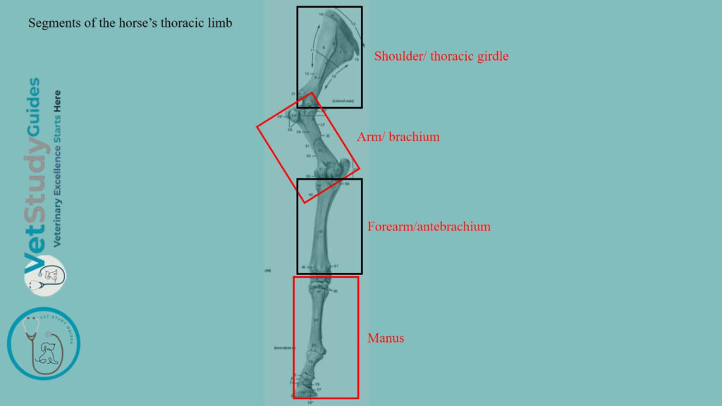 Segments of the horse’s thoracic limb