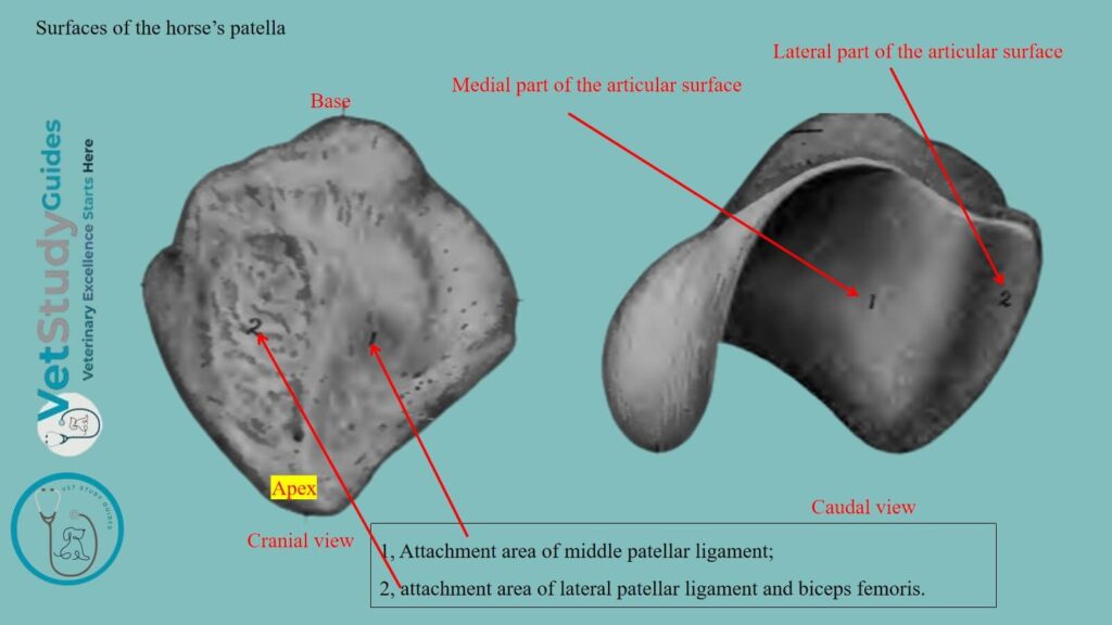 Surfaces of the horse’s patella