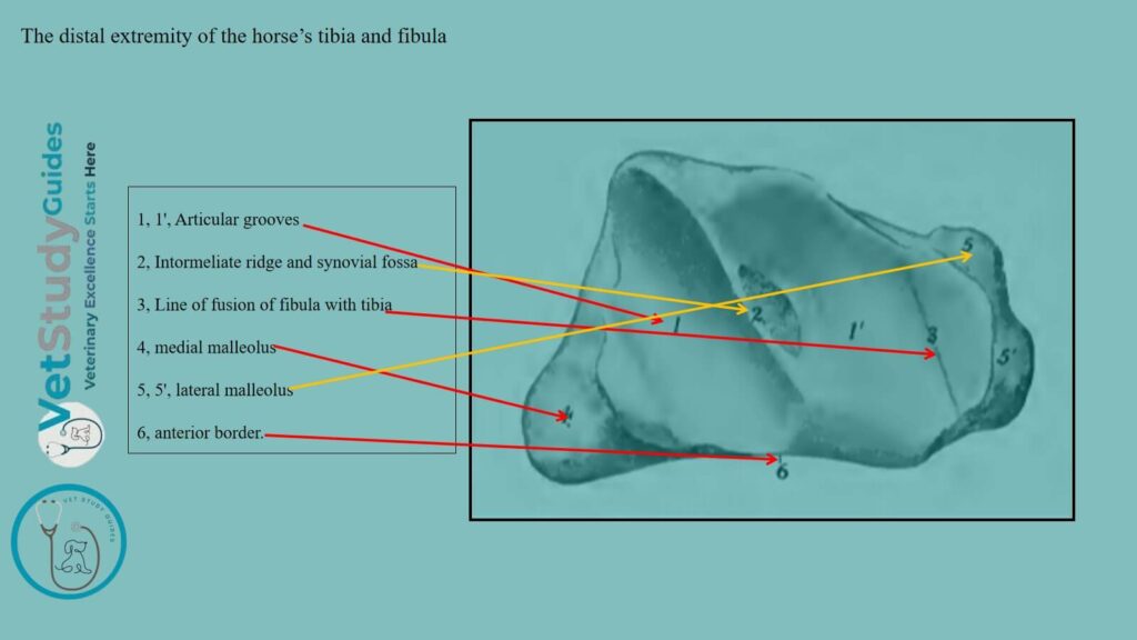 The distal extremity of the horse’s tibia and fibula